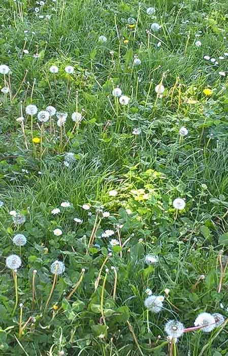 Photo taken by Kazumasa Mizokami, the landscape of white dandelion balls scattered among the green weeds